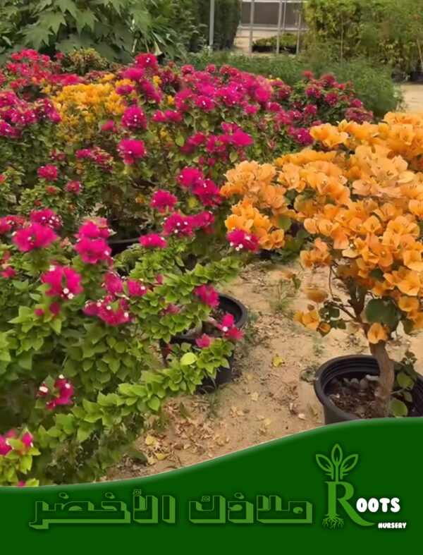 عرض المجنونة بونساي تايلندي